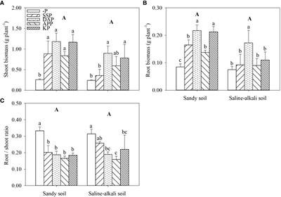 Phosphorus uptake and rhizosphere properties of alfalfa in response to phosphorus fertilizer types in sandy soil and saline-alkali soil